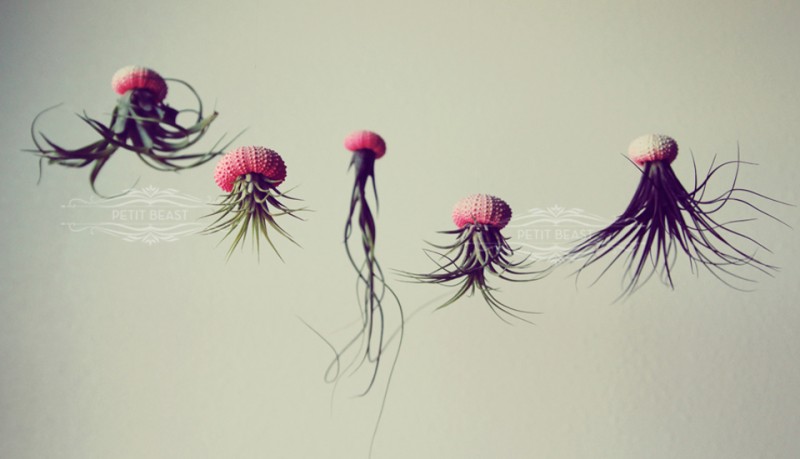 Medusa plantas colgantes