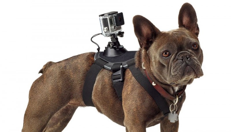 GoPro Fetch arnés para perros