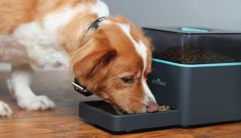 Pintofeed alimenta mascotas desde el móvil