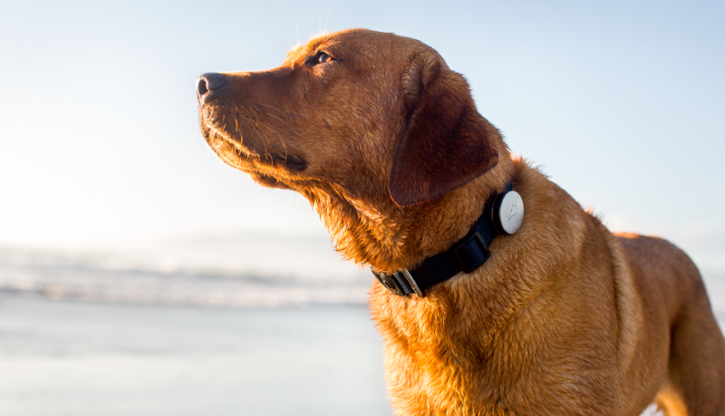 Whistle monitoriza tu perro mediante GPS